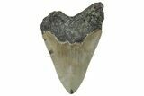 Bargain, Fossil Megalodon Tooth - Serrated Blade #295457-1